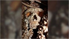 یافته‌هایی جدید در مورد نئادرتال ها، با کمک از بینی آنها!