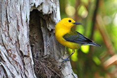 دانشمندان از پرخاشگری برخی از پرندگان شگفت زده شدند