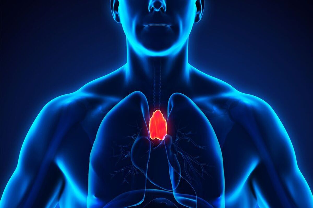 غده تیموس «بی‌فایده» ممکن است به مبارزه با سرطان کمک کند