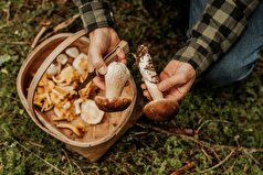 یک متخصص تغذیه فاش کرد که کدام قارچ‌ها انرژی جنسی را تقویت می‌کنند