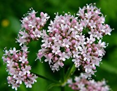 «علف گربه» و خواص بی نظیر این گیاه با اسم عجیبش!