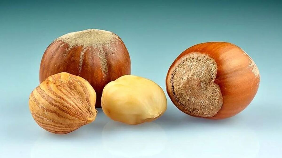 مصرف «فندق» چه خواصی دارد؟