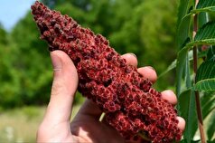 چگونه سماق را مصرف کنیم تا از خواص تمام نشدنی آن بهره ببریم؟