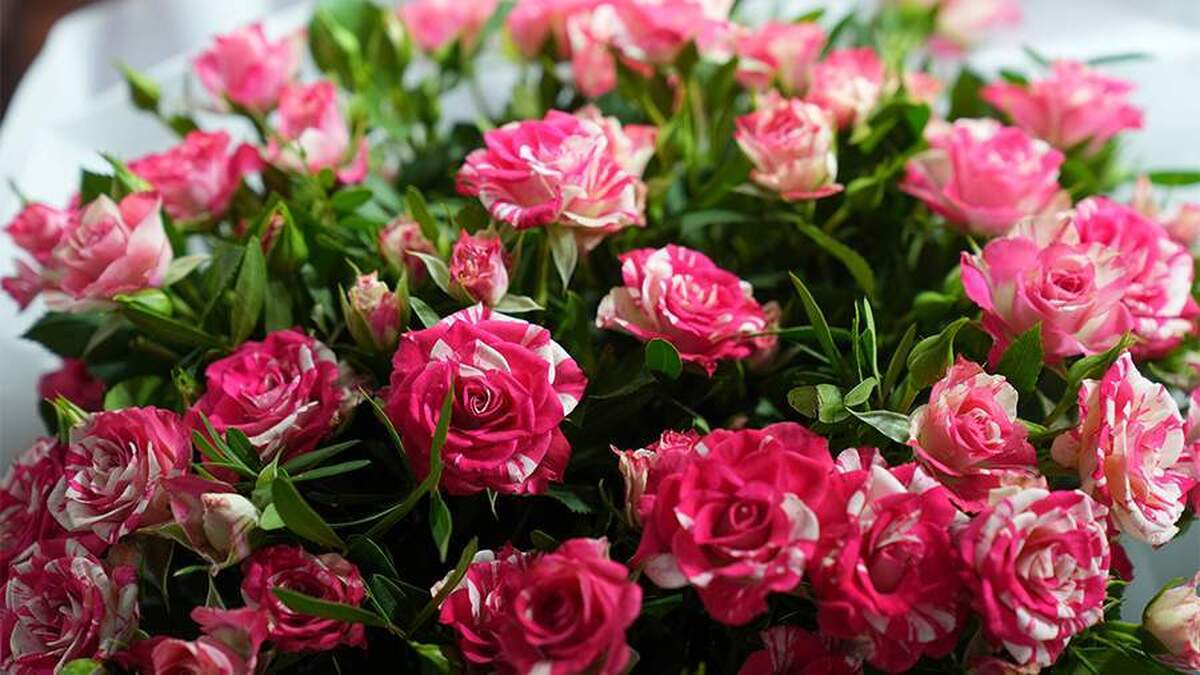 اتحادیه اروپا واردات گل رز و آزالیا به روسیه را ممنوع کرد.