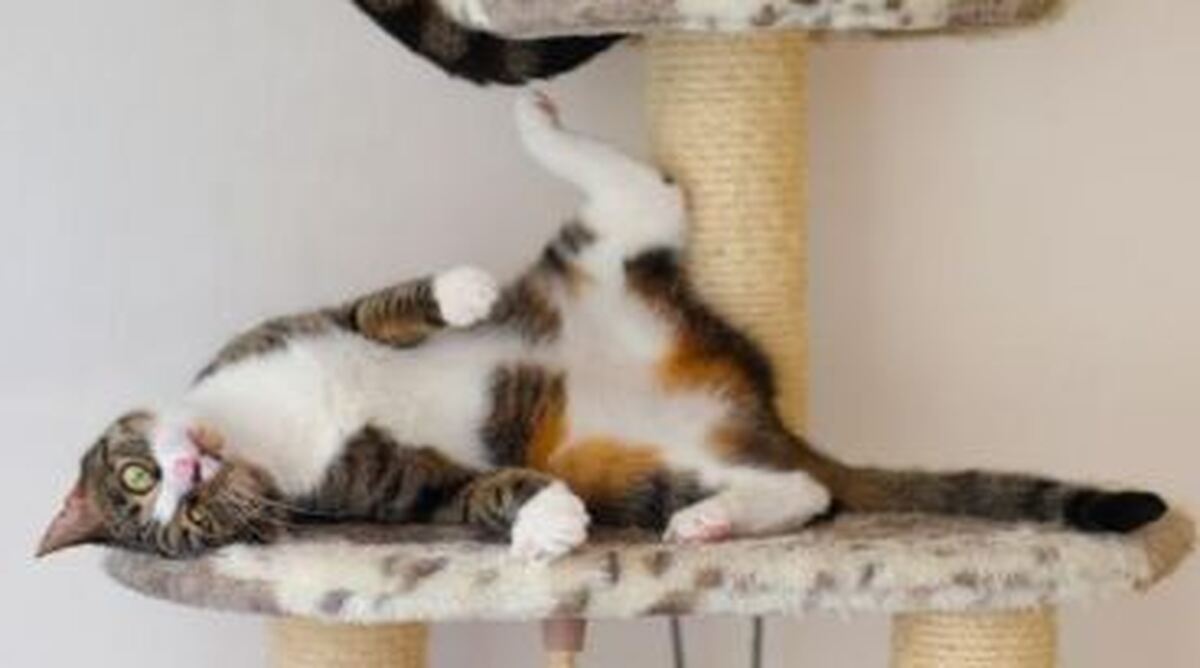 رفتار‌های مختلف گربه‌ها بخاطر قدرت گیاه کت نیپ