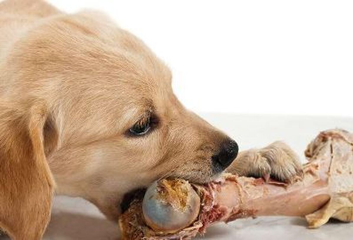 آیا می‌دانید جویدن استخوان برای سگ‌ها چه فوایدی دارد؟