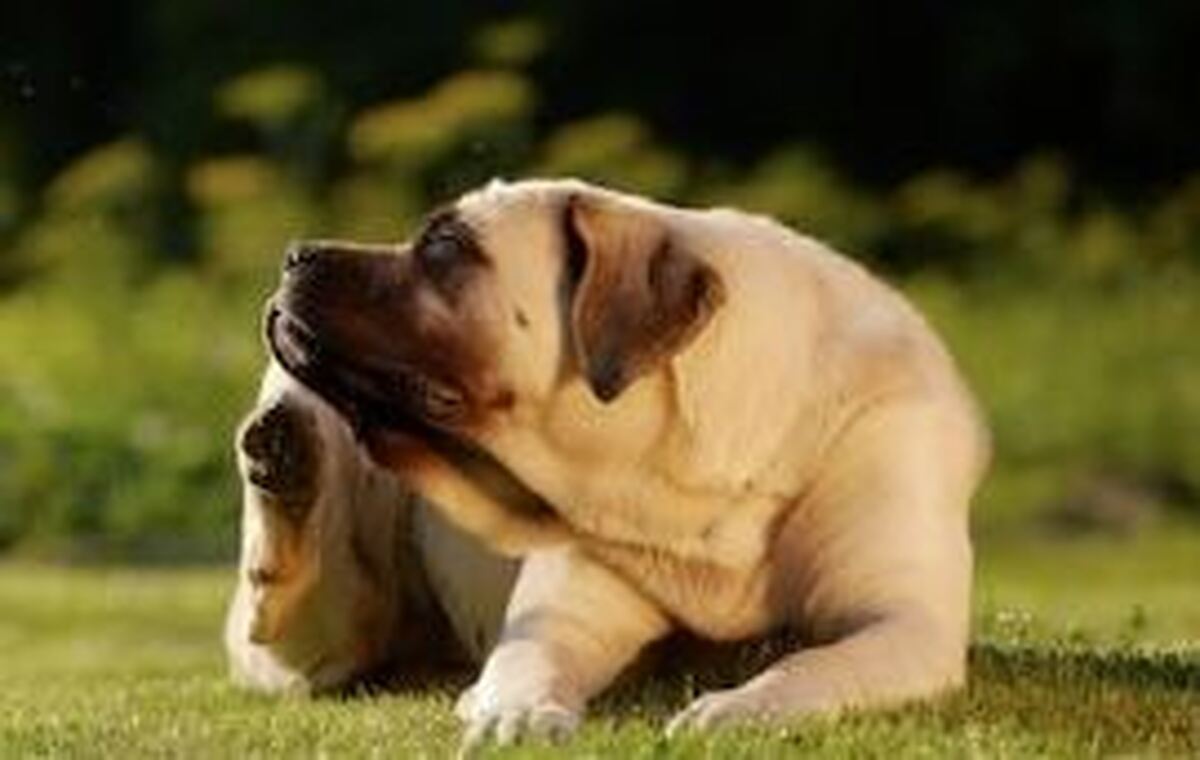 انواع عفونت‌های قارچی پوست در سگ‌ها و روش‌های جلوگیری از سرایت این بیماری کشنده