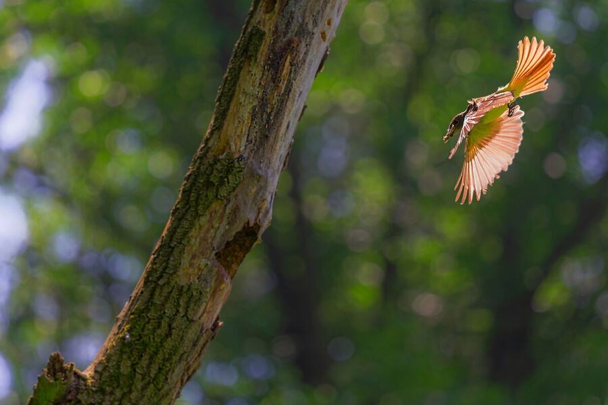 دانشمندان خاصیت دیگری از بالهای پرندگان را کشف کردهاند که به پرواز مربوط نیست