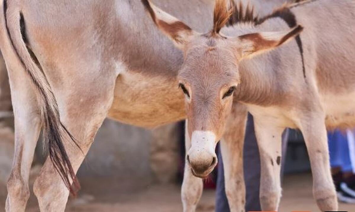 تداوم تجارت پوست الاغ در چین بحران آفرین می‌شود/کشتار بیش از ۶ میلیون الاغ به صورت سالانه