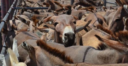 تداوم تجارت پوست الاغ در چین بحران آفرین میشود/کشتار بیش از ۶ میلیون الاغ به صورت سالانه تداوم تجارت پوست الاغ در چین بحران آفرین میشود/کشتار بیش از ۶ میلیون الاغ به صورت سالانه