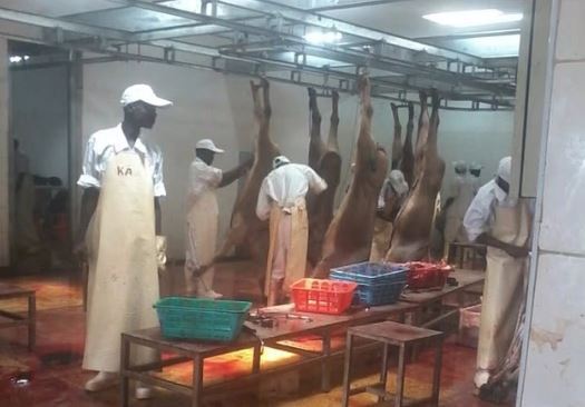 تداوم تجارت پوست الاغ در چین بحران آفرین میشود/کشتار بیش از ۶ میلیون الاغ به صورت سالانه تداوم تجارت پوست الاغ در چین بحران آفرین میشود/کشتار بیش از ۶ میلیون الاغ به صورت سالانه