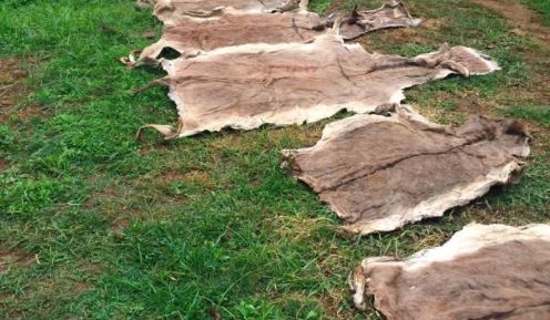 تداوم تجارت پوست الاغ در چین بحران آفرین میشود/کشتار بیش از ۶ میلیون الاغ به صورت سالانه تداوم تجارت پوست الاغ در چین بحران آفرین میشود/کشتار بیش از ۶ میلیون الاغ به صورت سالانه