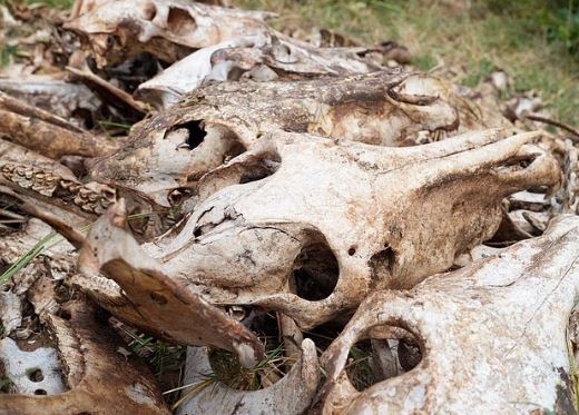 تداوم تجارت پوست الاغ در چین بحران آفرین میشود/کشتار بیش از ۶ میلیون الاغ به صورت سالانه تداوم تجارت پوست الاغ در چین بحران آفرین میشود/کشتار بیش از ۶ میلیون الاغ به صورت سالانه