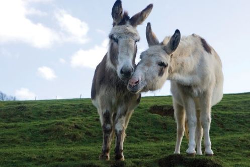 تداوم تجارت پوست الاغ در چین بحران آفرین میشود/کشتار بیش از ۶ میلیون الاغ به صورت سالانه تداوم تجارت پوست الاغ در چین بحران آفرین میشود/کشتار بیش از ۶ میلیون الاغ به صورت سالانه