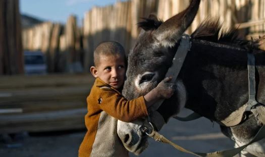 تداوم تجارت پوست الاغ در چین بحران آفرین میشود/کشتار بیش از ۶ میلیون الاغ به صورت سالانه تداوم تجارت پوست الاغ در چین بحران آفرین میشود/کشتار بیش از ۶ میلیون الاغ به صورت سالانه