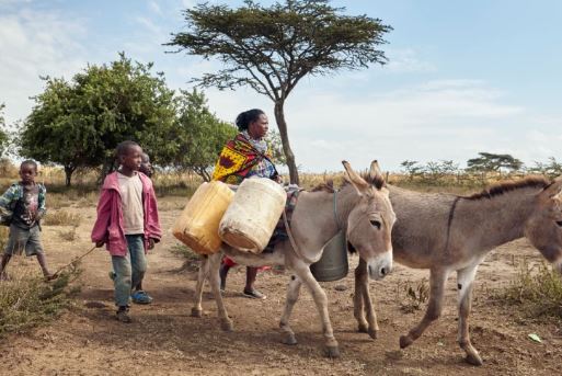 تداوم تجارت پوست الاغ در چین بحران آفرین میشود/کشتار بیش از ۶ میلیون الاغ به صورت سالانه تداوم تجارت پوست الاغ در چین بحران آفرین میشود/کشتار بیش از ۶ میلیون الاغ به صورت سالانه