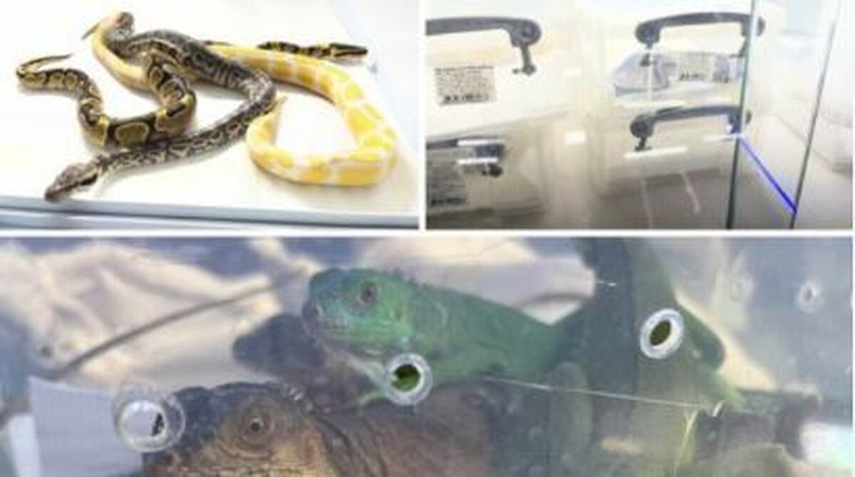 کشف و ضبط ۱۳ گونه غیرمجاز حیات وحش در یکی از آکواریوم فروشی‌های تهران