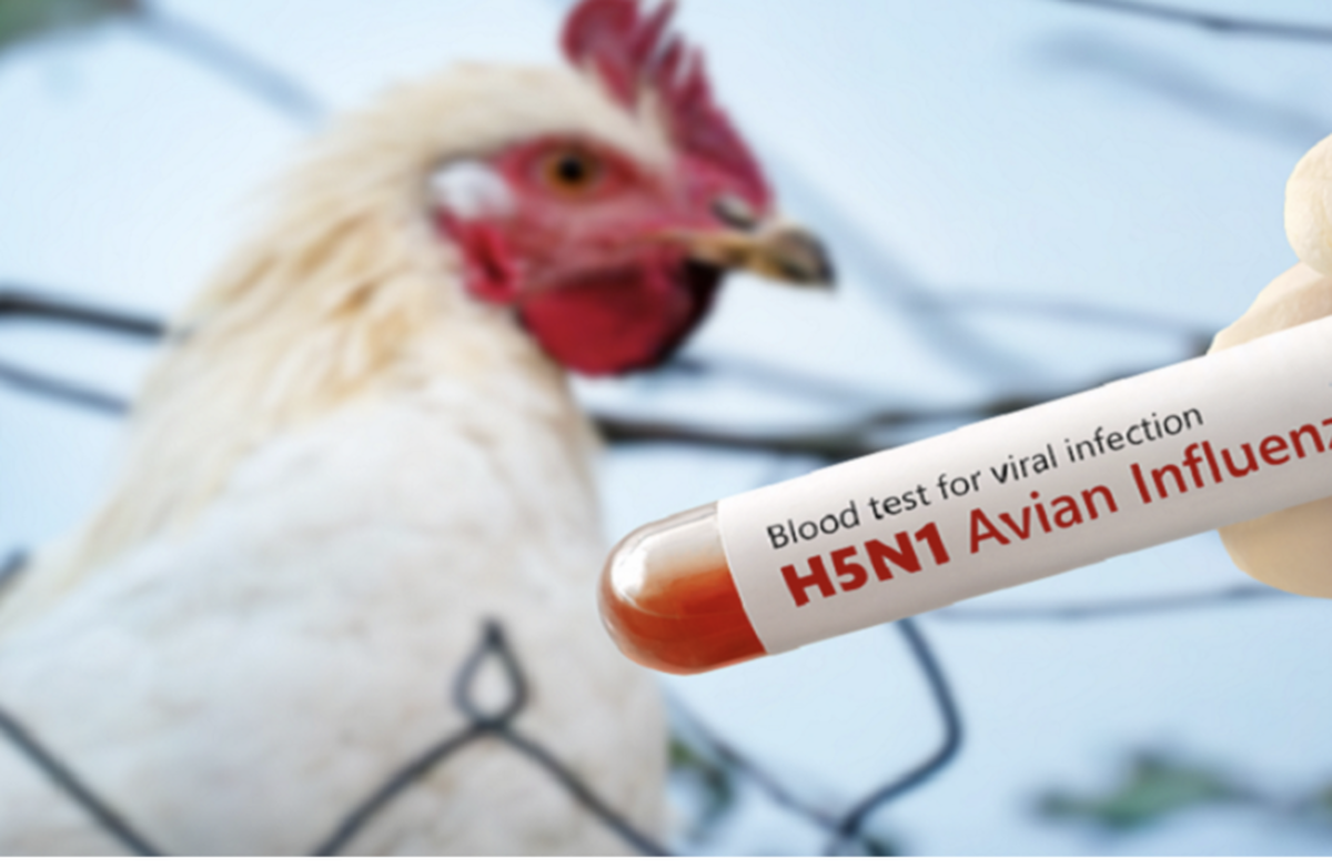 آلمان به دلیل شیوع آنفولانزای مرغی، ۴۰۰ هزار قطعه پرنده را معدوم کرد
