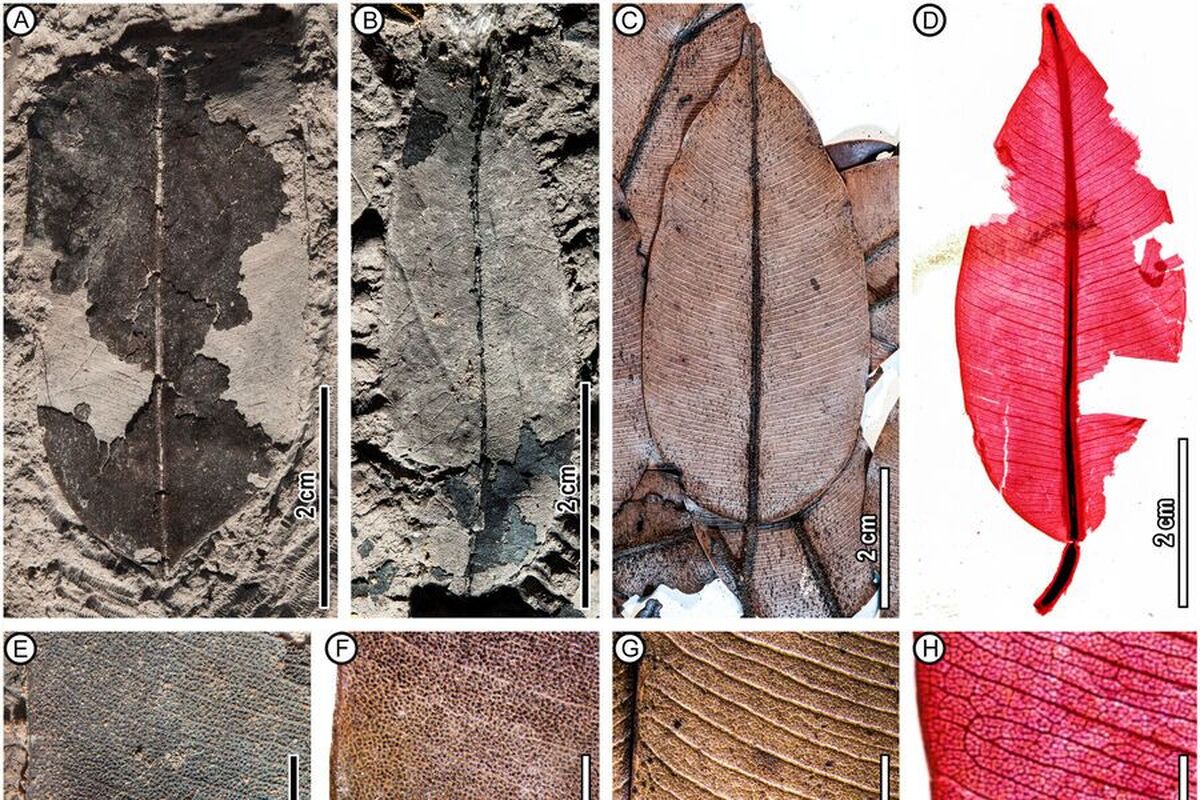 دانشمندان برای اولین بار فسیل‌های یک درخت گرمسیری نادر را کشف کردند