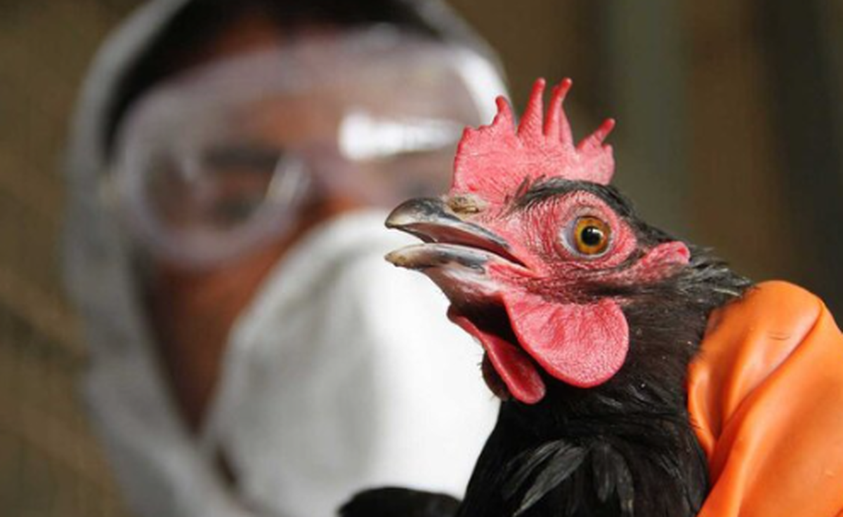 نام ایران در لیست کشور‌های پاک از بیماری آنفلوانزای فوق‌حاد پرندگان!