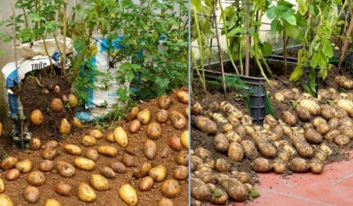 اصول کاشت سیبزمینی مخصوص مبتدیان /در منزل با کمترین امکانات