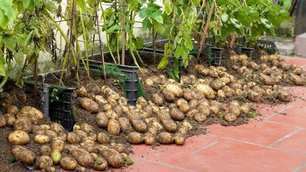 اصول کاشت سیبزمینی مخصوص مبتدیان /در منزل با کمترین امکانات اصول کاشت سیبزمینی مخصوص مبتدیان /در منزل با کمترین امکانات