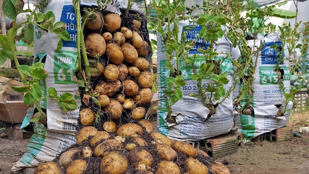 اصول کاشت سیبزمینی مخصوص مبتدیان /در منزل با کمترین امکانات اصول کاشت سیبزمینی مخصوص مبتدیان /در منزل با کمترین امکانات