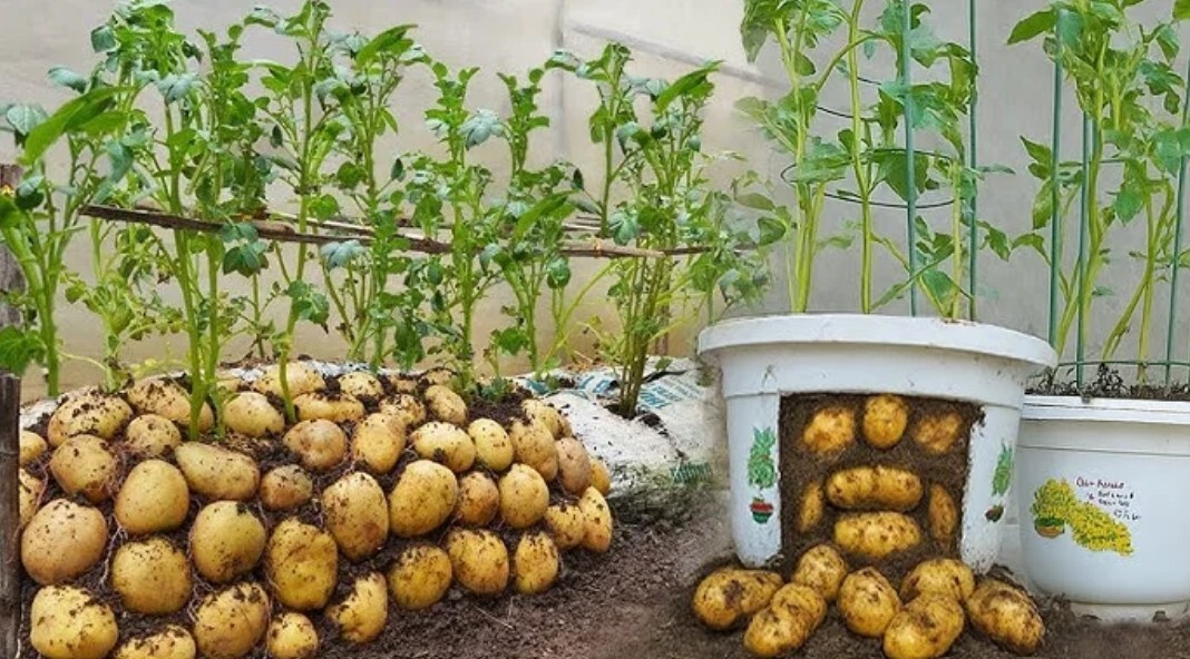 اصول کاشت سیبزمینی مخصوص مبتدیان /در منزل با کمترین امکانات اصول کاشت سیبزمینی مخصوص مبتدیان /در منزل با کمترین امکانات