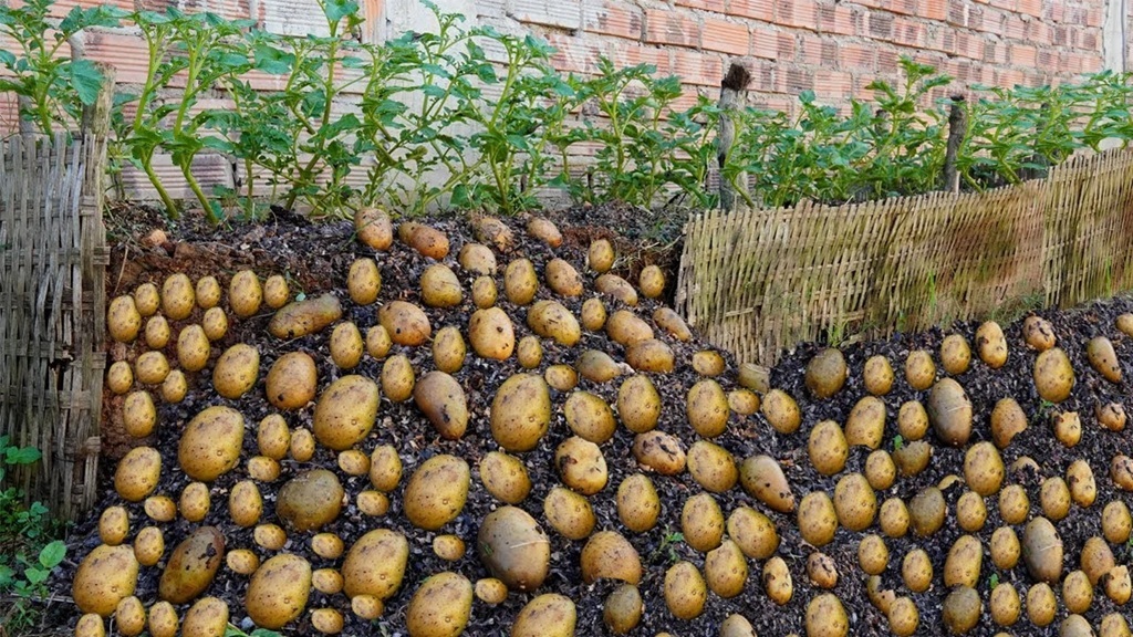 اصول کاشت سیبزمینی مخصوص مبتدیان /در منزل با کمترین امکانات اصول کاشت سیبزمینی مخصوص مبتدیان /در منزل با کمترین امکانات