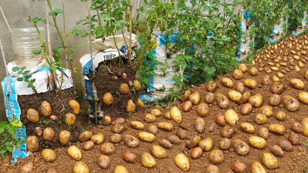 اصول کاشت سیبزمینی مخصوص مبتدیان /در منزل با کمترین امکانات اصول کاشت سیبزمینی مخصوص مبتدیان /در منزل با کمترین امکانات