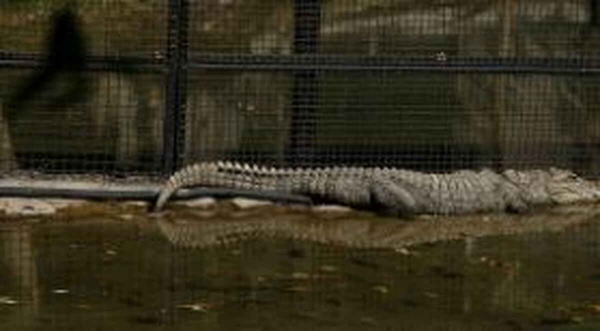 بازدید از باغ وحش ارم ۱۳ آبان رایگان است