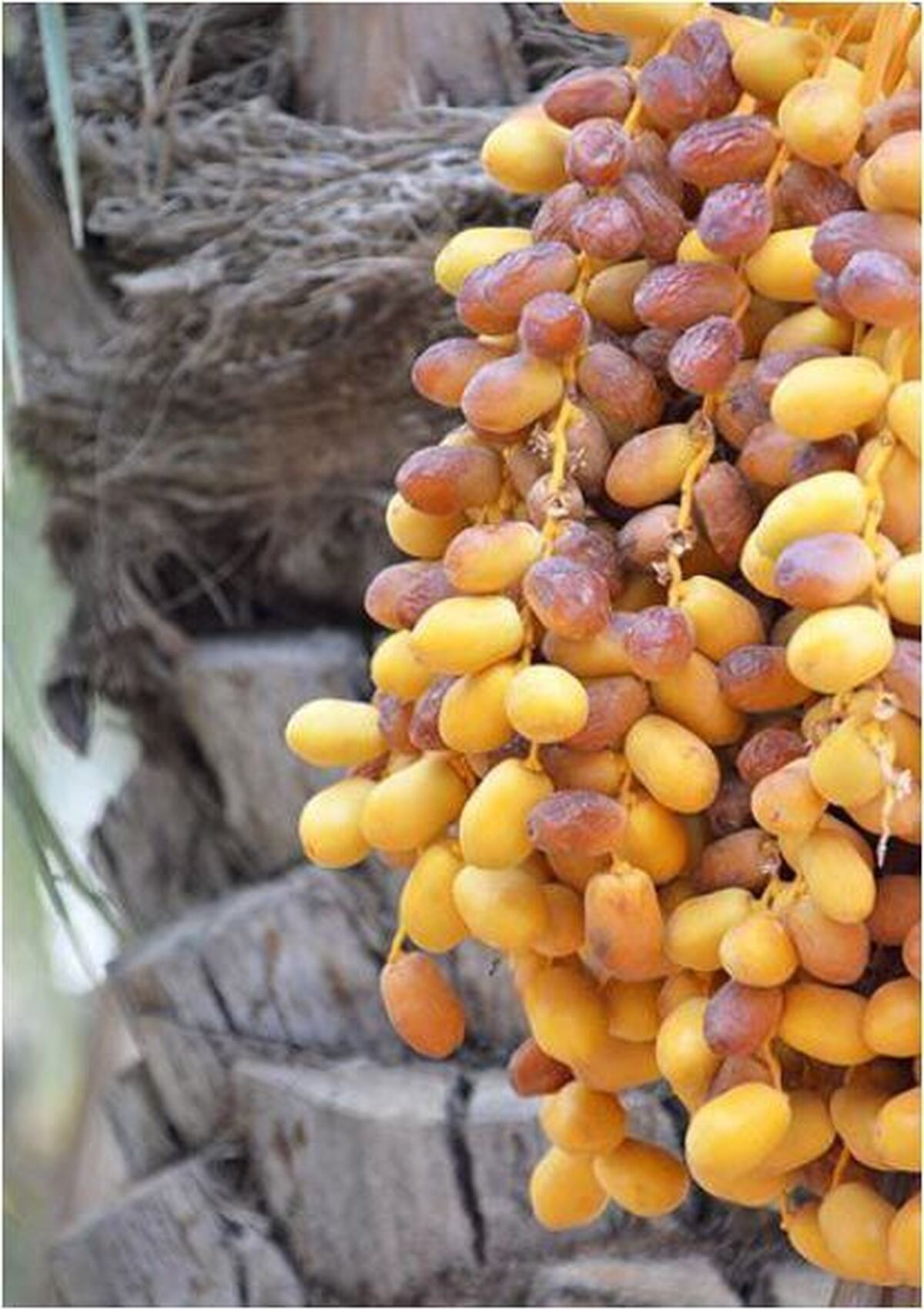 قیمت خرما در ایران فضایی شد