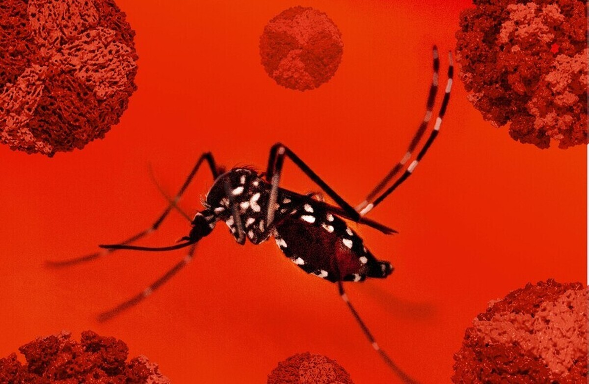 راهی برای جلوگیری از شیوع ویروسهای چیکونگونیا کشف شده است