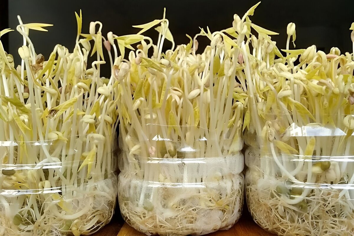 اموزش گام به گام «جوانه تازه حبوبات» با بطری‌های پلاستیکی بازیافتی