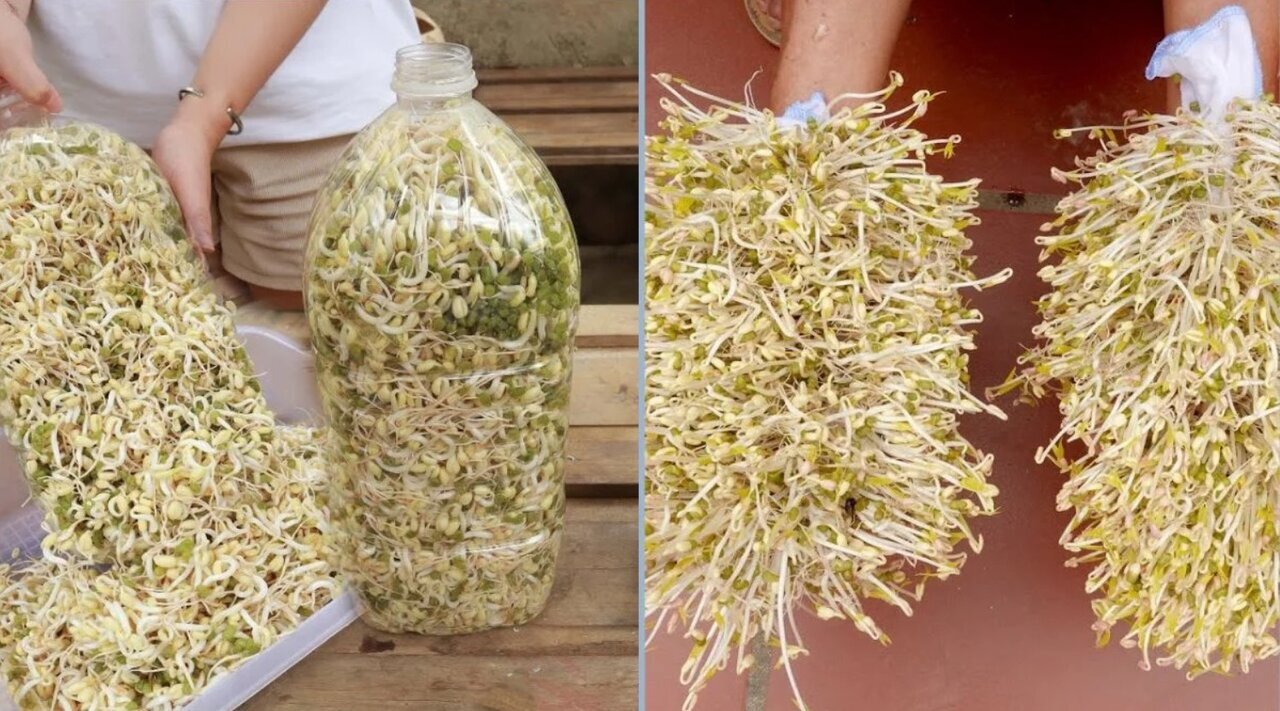 اموزش گام به گام «جوانه تازه حبوبات» با بطری‌های پلاستیکی بازیافتی