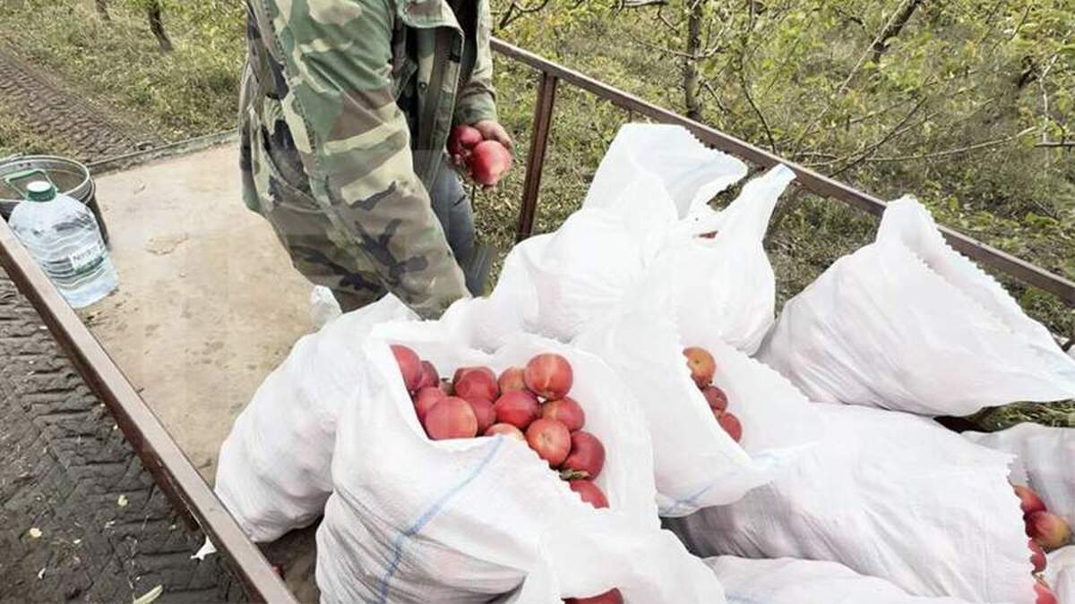 کشاورزان مولداوی مجبورند به جای صادرات سیب به روسیه، آن را دور بریزند.