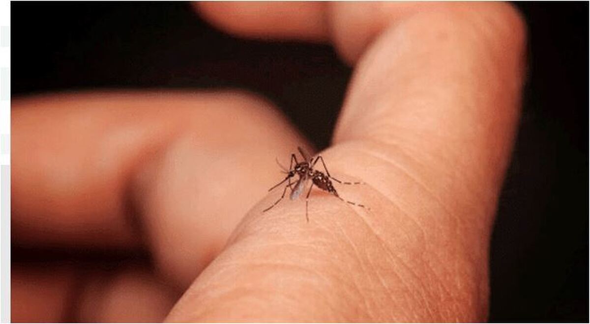 خطر تب دنگی و رعایت بهداشت بیشتر از دوران کرونا