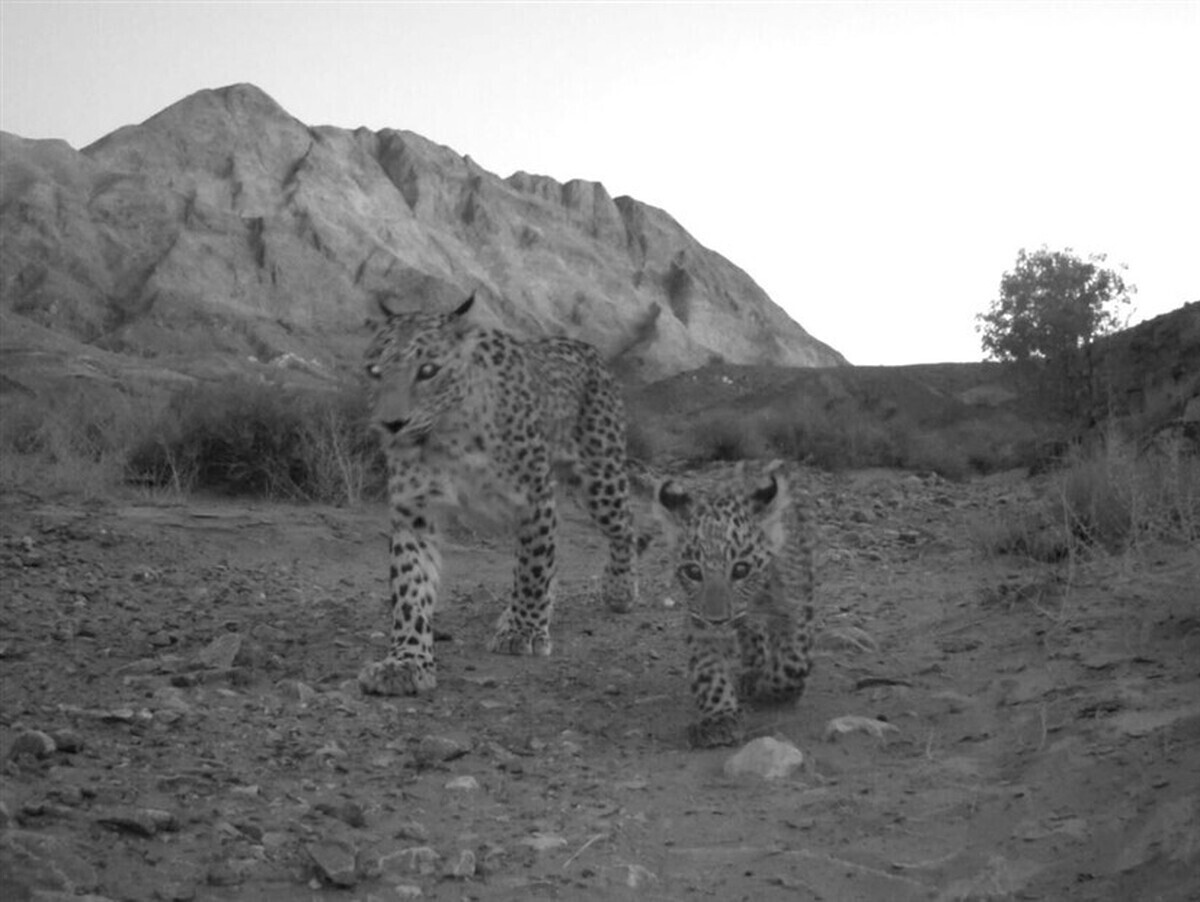 رؤیت سه پلنگ در محدوده حفاظت‌شده عباس‌آباد در ۱۲ روز اخیر