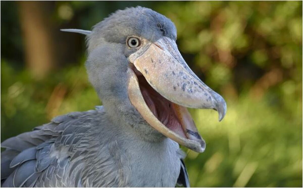 به این پرندگان لقب ترسناک‌ترین‌ها در جهان داده شده است! +تصاویر