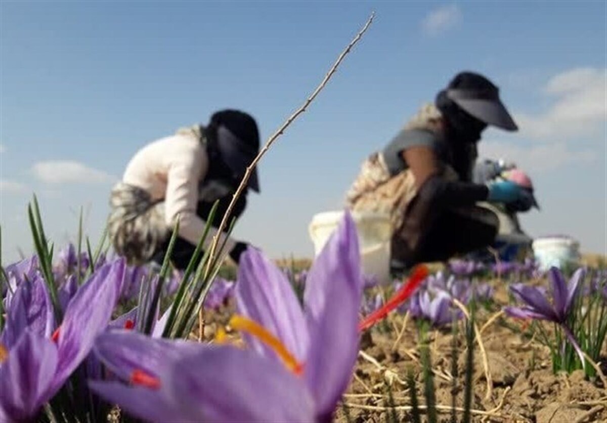 کشت ۳۶۵ هکتار زعفران در اراضی شهرستان کرمانشاه