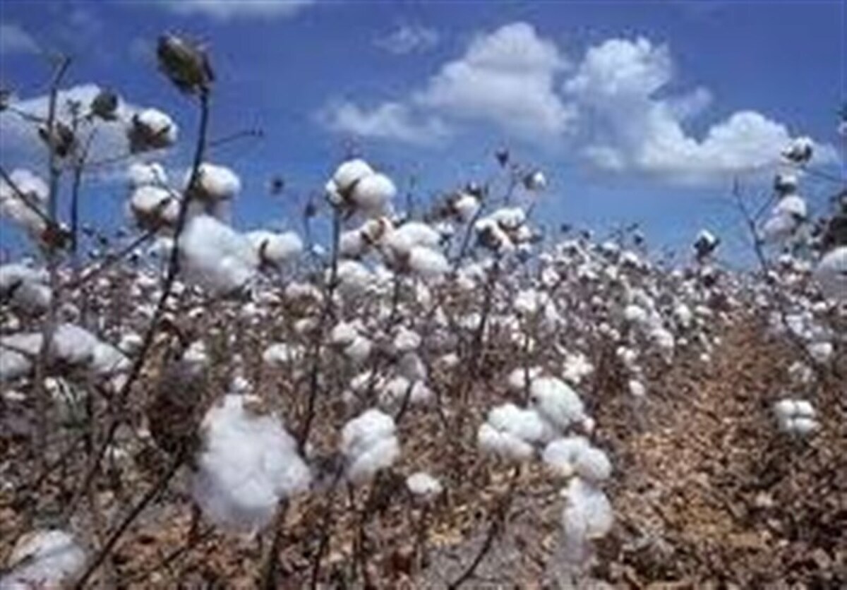 خشکسالی متهم ردیف اول در کاهش کشت پنبه/رقابت نابرابر طلای سفید با شالی