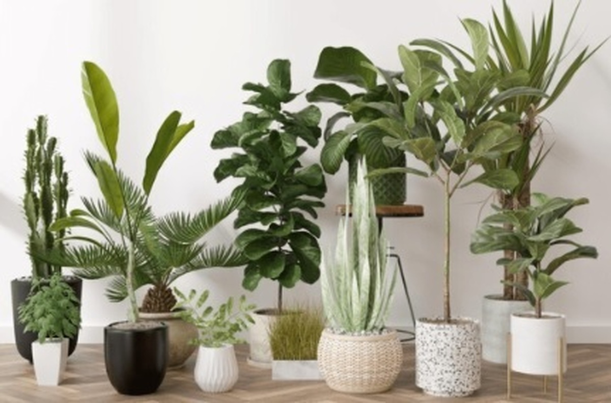 کودکان قربانیان مسمومیت با گیاهان!