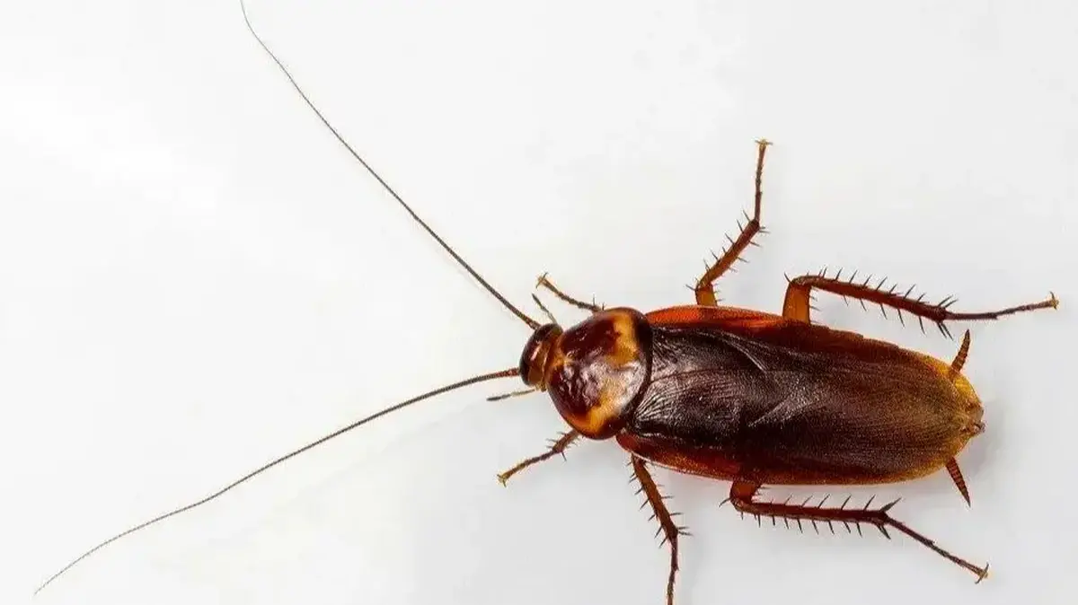 حضور سوسکها تهدیدی جدی برای سلامت تنفسی!