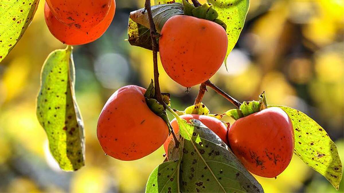 یک متخصص تغذیه درباره مضرات خرمالو برای افراد مبتلا به بیماری‌های گوارشی توضیحاتی ارائه کرد.