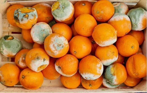 عوارض خوردن غذای کپکی برای بدن!