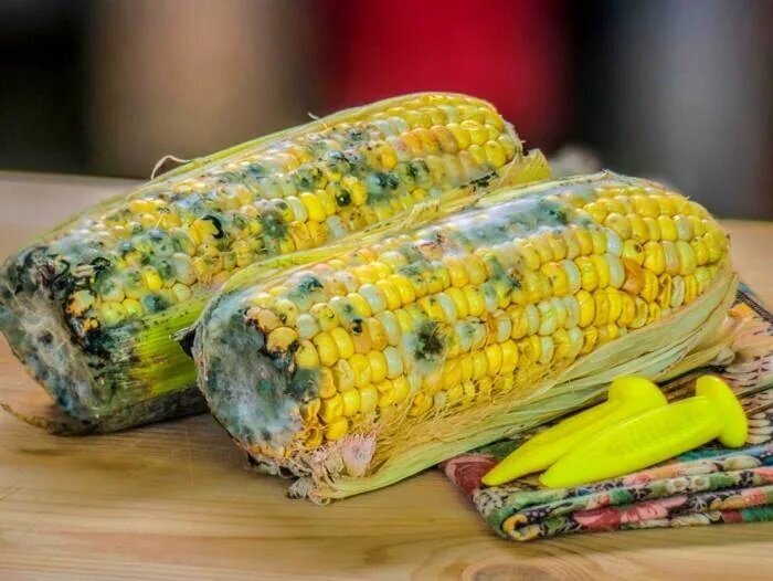 عوارض خوردن غذای کپکی برای بدن!