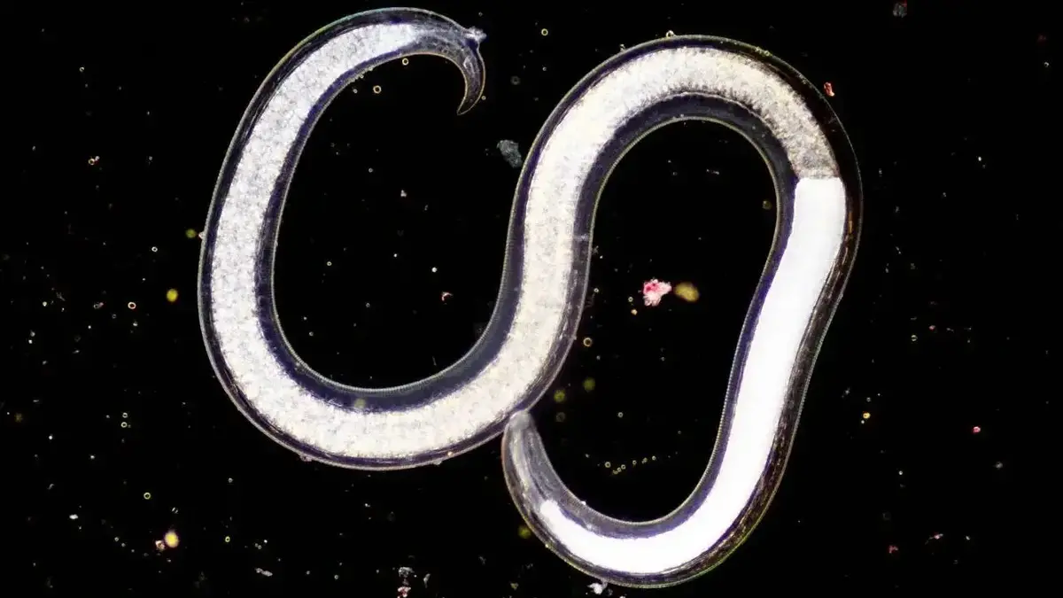 کرمی که بعد از ۴۶ هزار سال یخزدگی زنده شد!