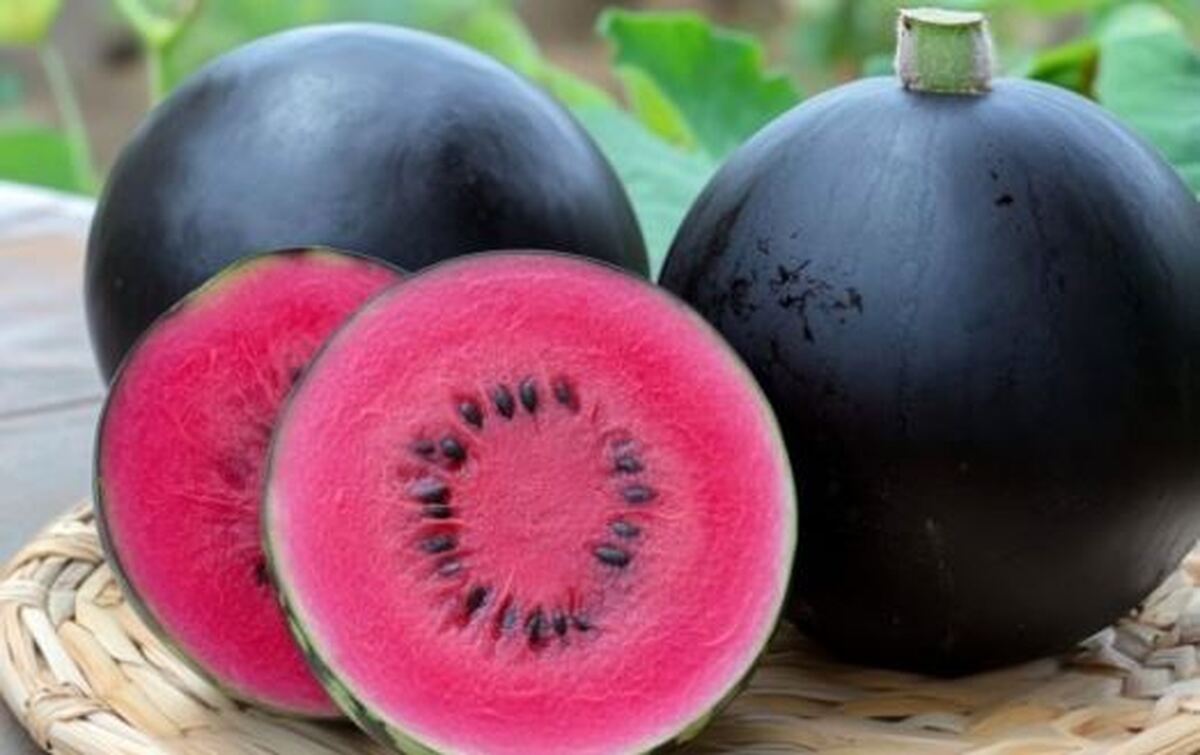 ۵ مورد از گرانقیمتترین و لوکسترین میوهها در جهان