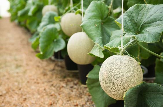 ۵ مورد از گرانقیمتترین و لوکسترین میوهها در جهان ۵ مورد از گرانقیمتترین و لوکسترین میوهها در جهان