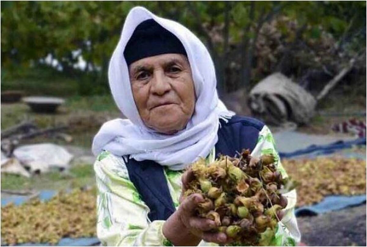 جشن خرمن و برداشت فندق در لیست رویدادهای گردشگری کشور ثبت شد